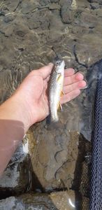 Brook Trout