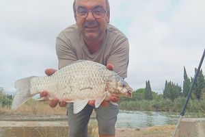 Common Carp