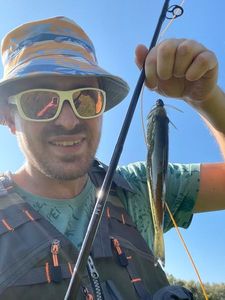 Largemouth Bass