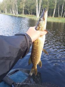 Northern Pike