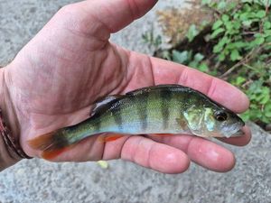 European Perch