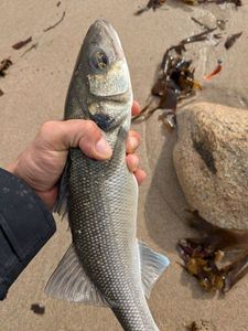 European Bass (Seabass)