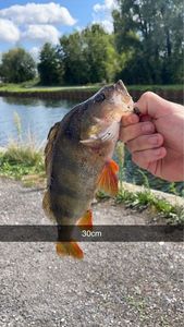 European Perch