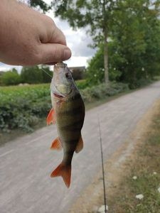European Perch