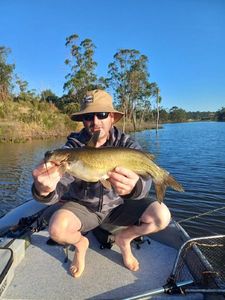 Channel catfish