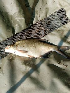 Common Bream