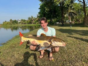 Redtail Catfish (Pirarara)