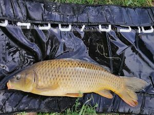Common Carp