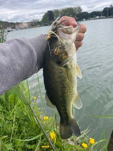 Smallmouth Bass