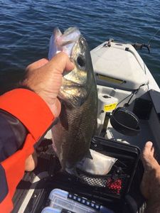 European Bass (Seabass)