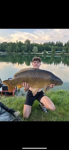 Common Carp