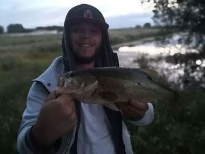 Largemouth Bass