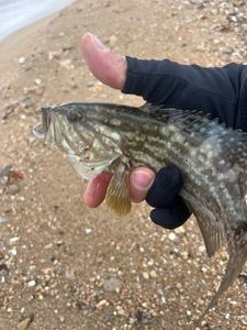 Brown Grouper (Dusky)
