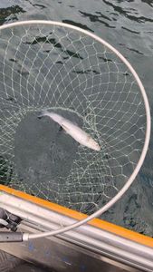 European Whitefish