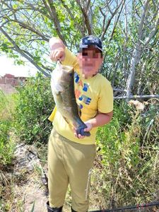 Largemouth Bass