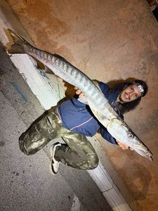 Great Barracuda