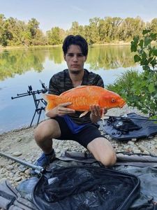 Carpe Koï croiser miroir