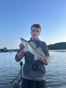 Zander