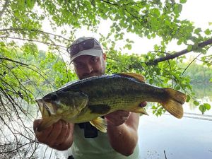 Largemouth Bass