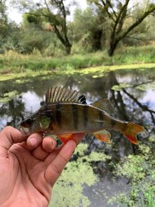 European Perch