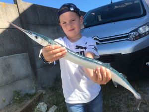 Garfish