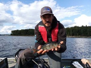 European Perch