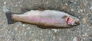 Rainbow Trout