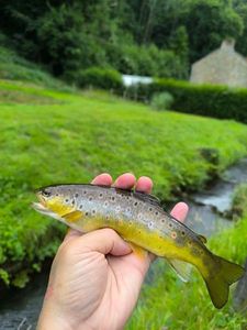 Brown Trout