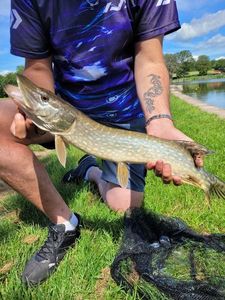 Northern Pike