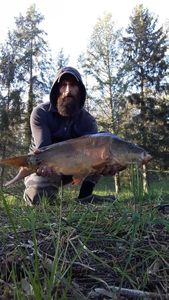 Common Carp