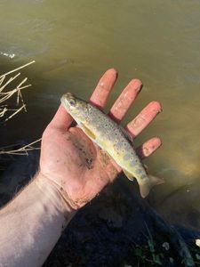 Brown Trout