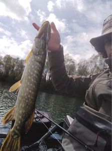 Northern Pike