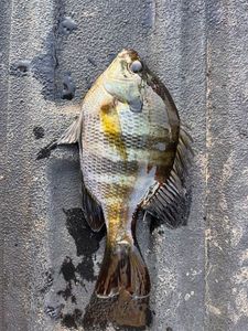 Bluegill