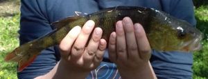 European Perch