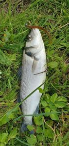 European Bass (Seabass)