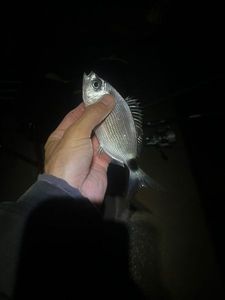 Saddled Seabream