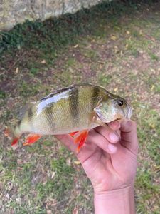 European Perch
