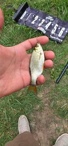 Roach
