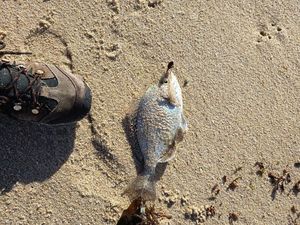 Black Seabream