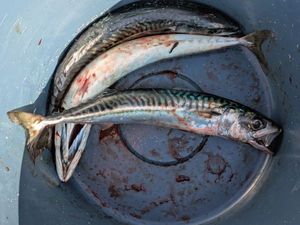 Mackerel