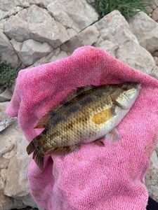 Ballan Wrasse