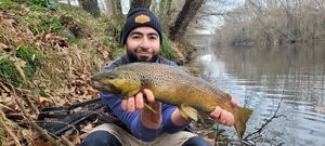 Brown Trout