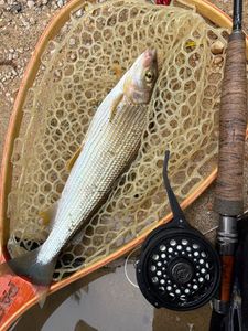Grayling