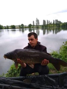 Common Carp