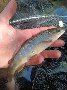 Brown Trout