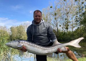 Siberian Sturgeon