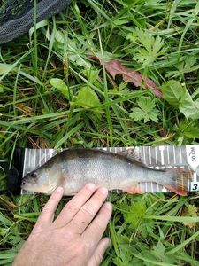 European Perch