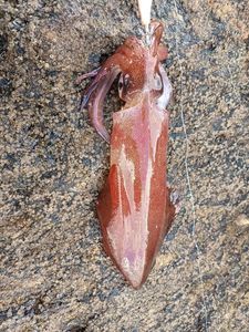 European Squid
