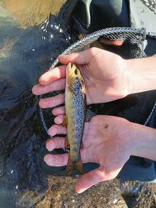 Brown Trout