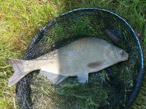 Common Bream